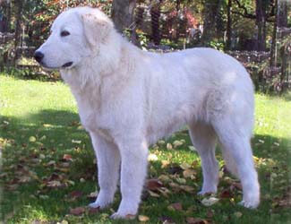 Our 19 Mastiff Breed Types list offers a helpful A-Z guide to understanding the history, traits and characteristics of the most current Mastiff variations.