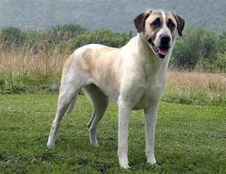 Turkish Mastiff (Aksaray Malaklisi)