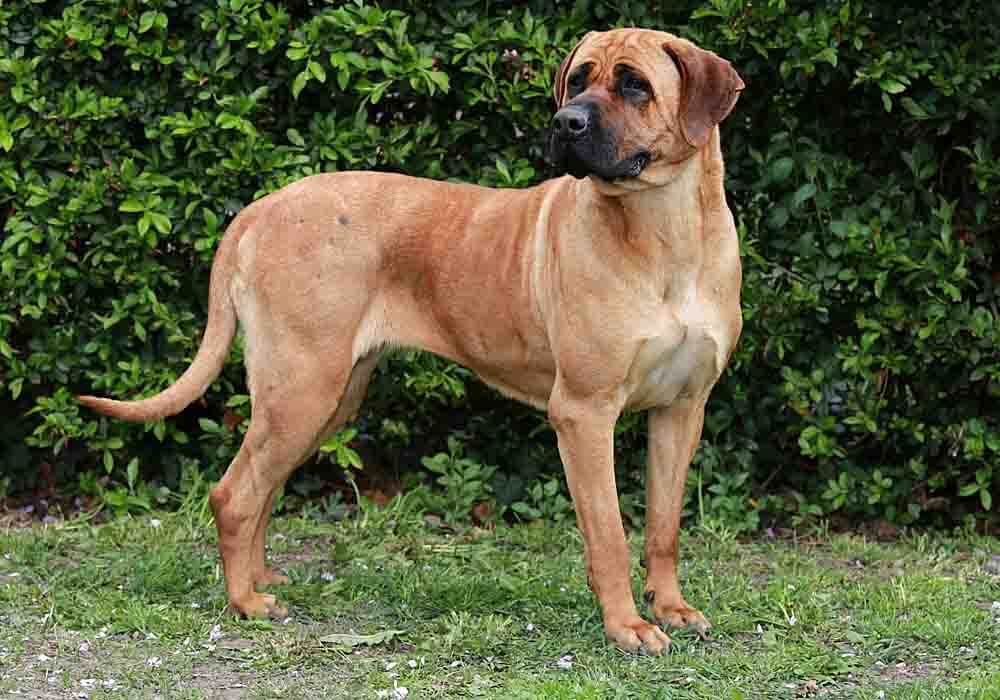 bandogge mastiff temperament