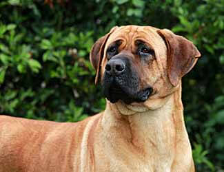 Bandog Mastiff