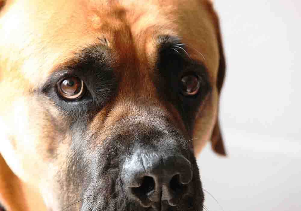 When Do Mastiffs Go Into Heat The Age And Signs