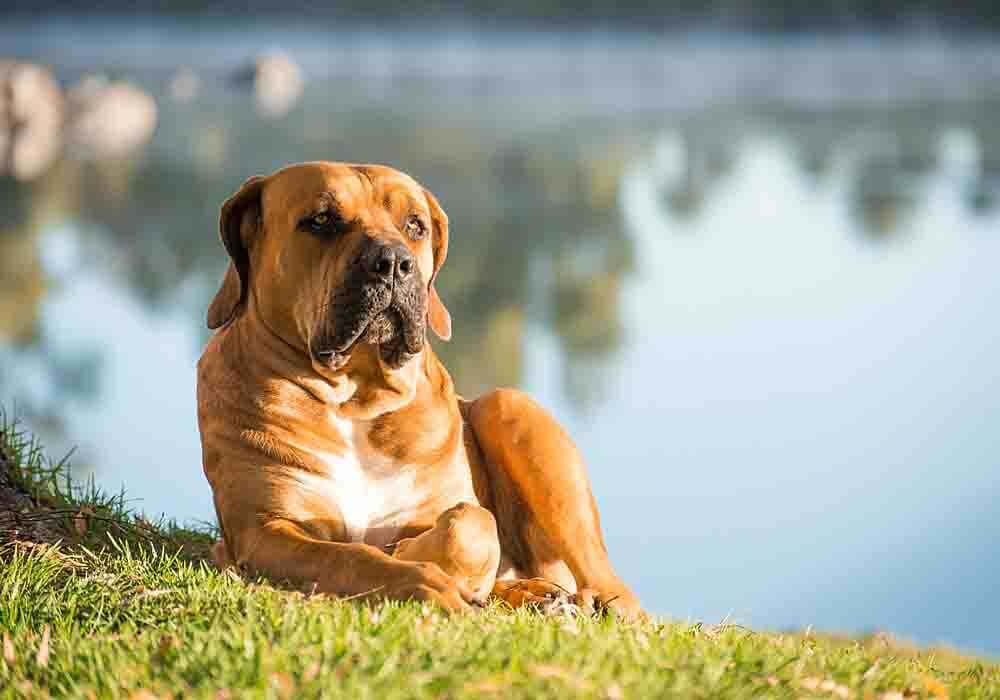 are boerboel hypoallergenic