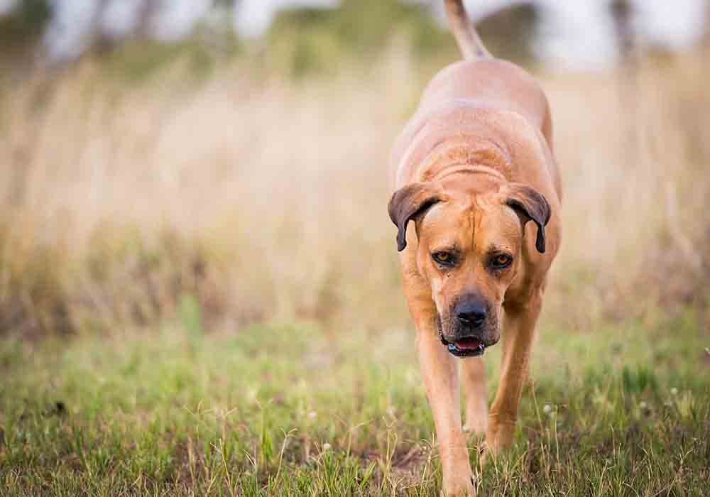 are boerboel hypoallergenic