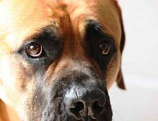 Boerboel Mastiff