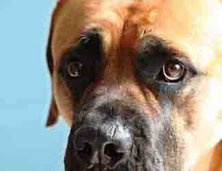 Why is my Mastiff so scared of everything? Scared Mastiff