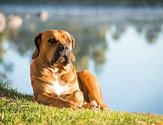 South African Boerboel