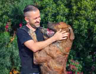 Boerboel Mastiff playing with a man