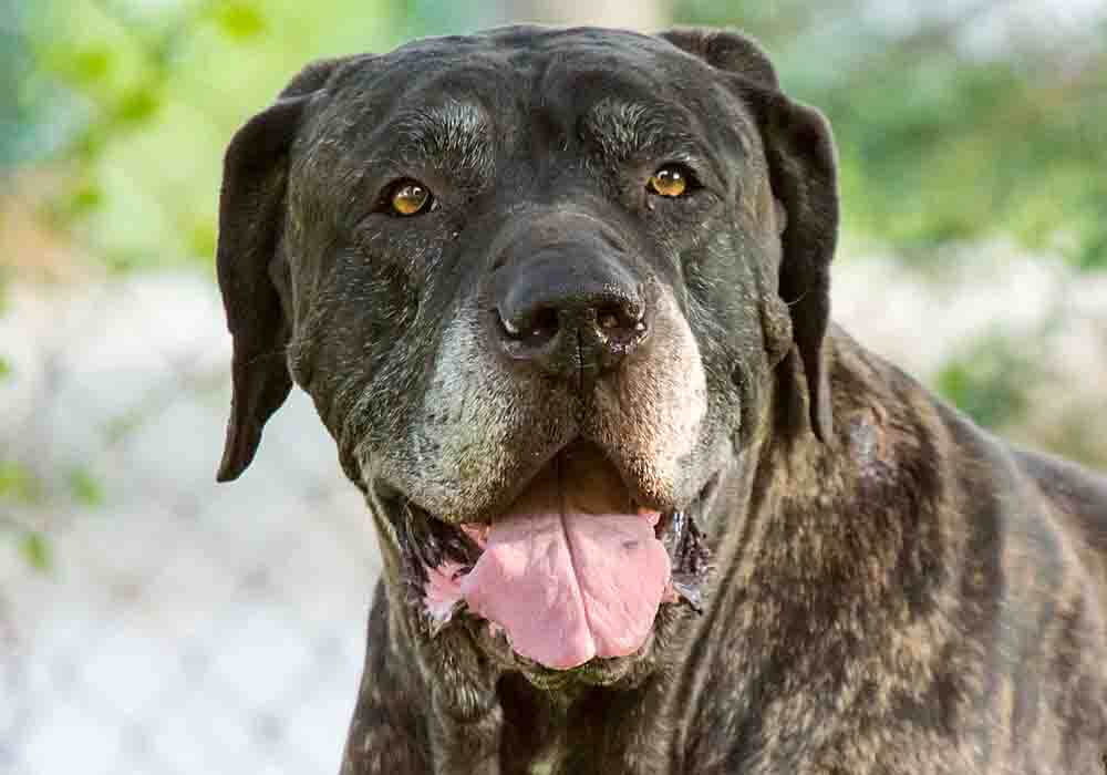Picture of Senior Mastiff nearing life's end Why do Mastiffs have a short lifespan?