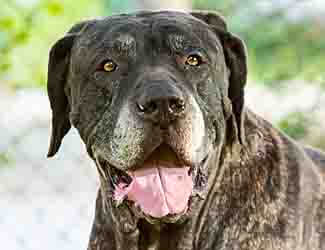 Brazilian Mastiff (Fila Brasileiro)