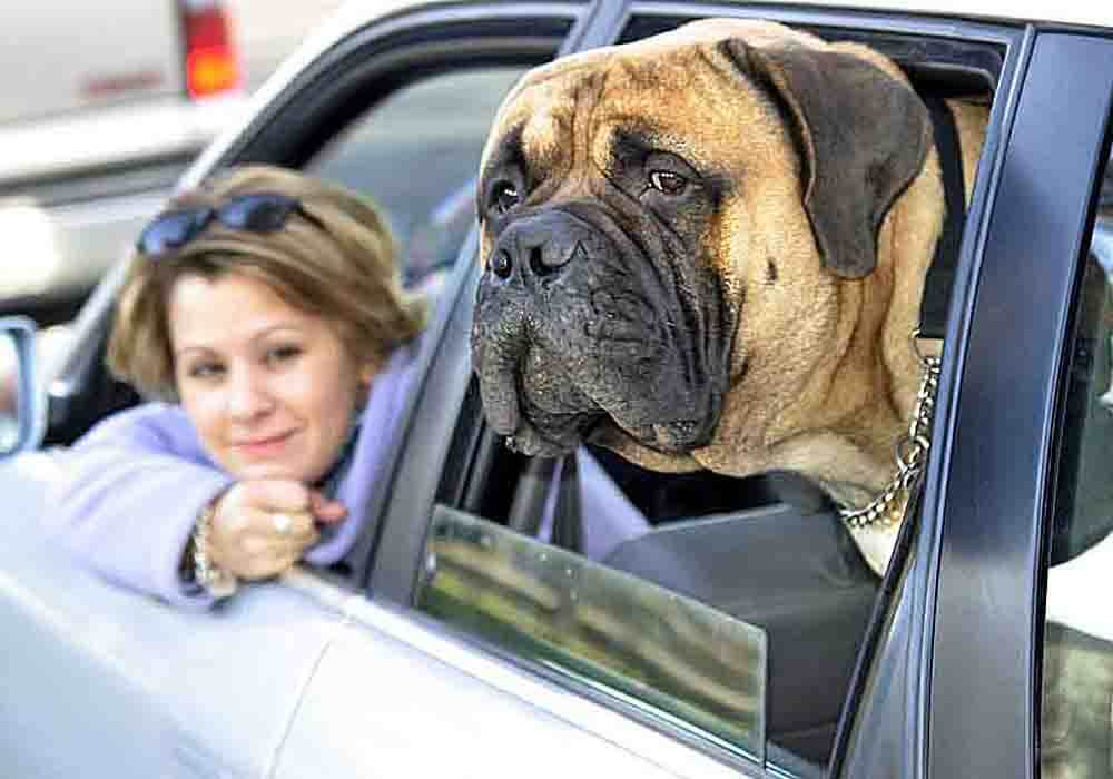 are bullmastiff dogs dangerous