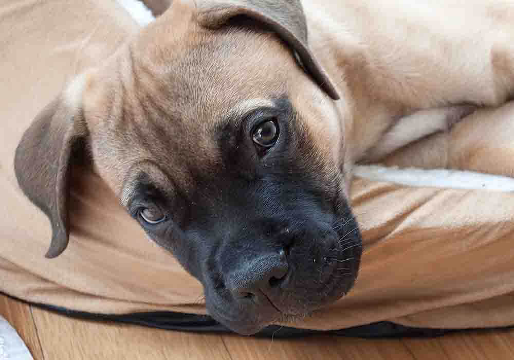 Average Bullmastiff Size And Weight From Puppy To Adult