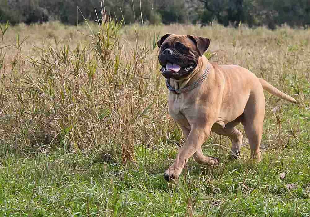 Bullmastiff going for a run Bullmastiffs for beginners