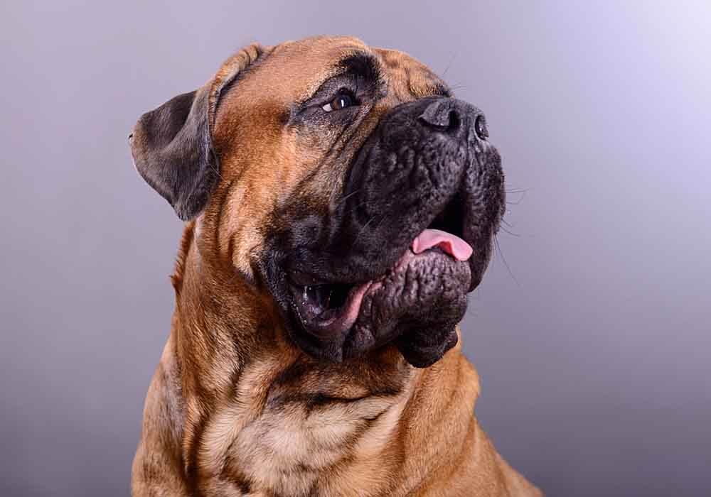 are bullmastiff dogs dangerous