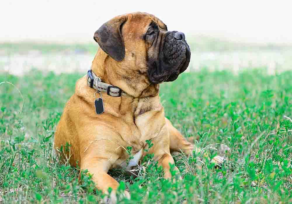 are bullmastiffs intelligent dogs