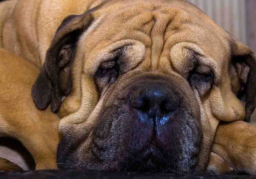 Sleeping is one of the Bullmastiffs temperament traits Bullmastiff temperament traits