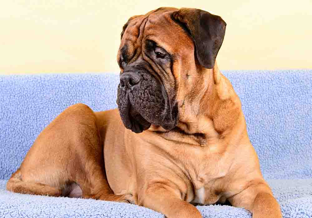 are mastiffs good in apartments