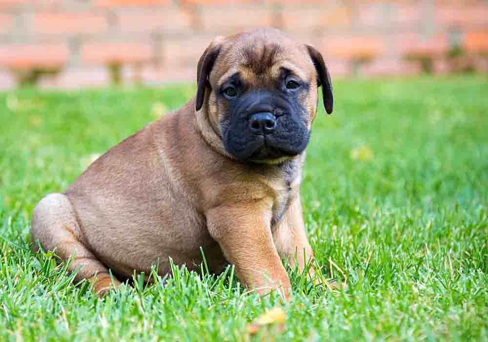 are bullmastiff dogs dangerous