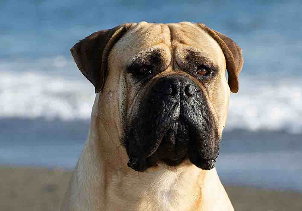 Mastiff on the lookout for bloat Mastiffs and bloat causes symptoms