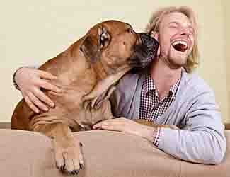 Can a Mastiff live in an apartment?