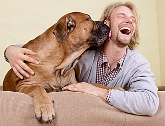 bullmastiff kisses bullmastiff kisses