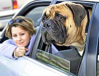 how to care for a Bullmastiff guide how to care for a Bullmastiff guide