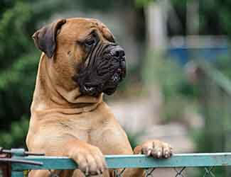 can bullmastiffs live with other dogs and cats can bullmastiffs live with other dogs and cats