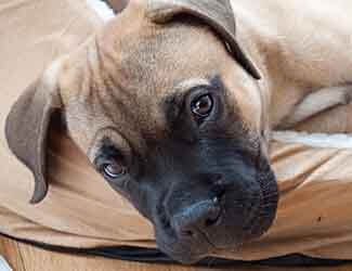 cute bullmastiff puppy cute bullmastiff puppy