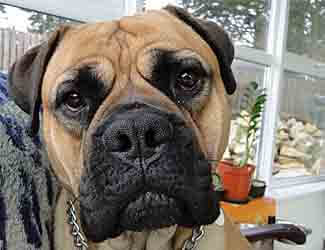 When do Mastiffs go into heat?
