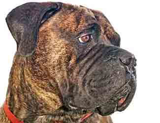 Bullmastiff profile picture Bullmastiff profile picture