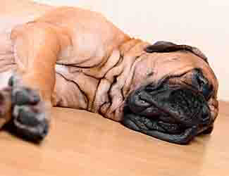 Bullmastiff common health problems Sick Bullmastiff