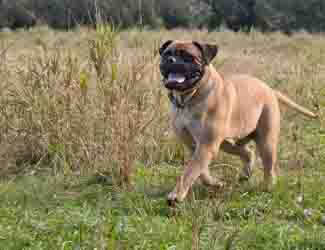 Bullmastiff for beginners page Bullmastiff puppy running