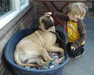 Are Bullmastiffs good with kids or babies? Bullmastiff and young boy