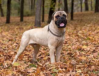 bullmastiff in field bullmastiff in field