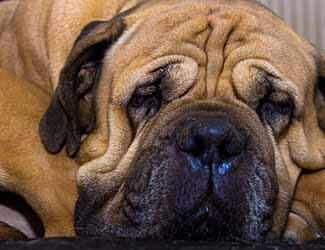 bullmastiff sleeping bullmastiff sleeping
