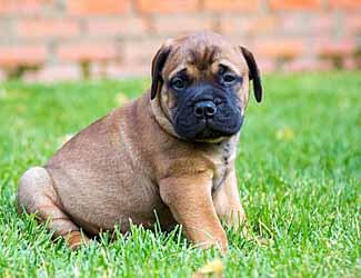 bullmastiff puppy bullmastiff puppy