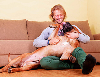 bullmastiff best mastiff breed for family