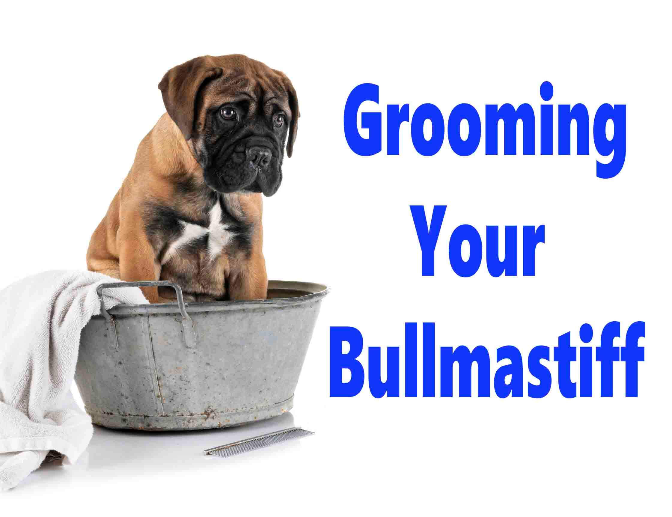 Bullmastiff puppy taking a bath