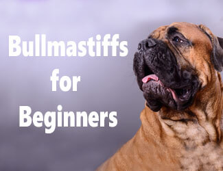 Bullmastiff dog