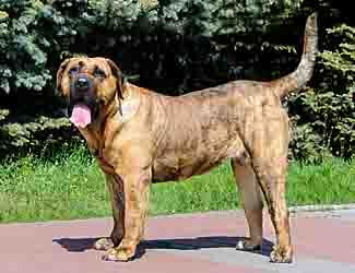 Canary Mastiff (Perro de Presa Canario)