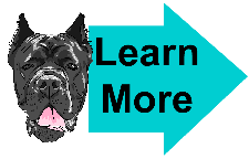 cane corso learn more cane corso learn more
