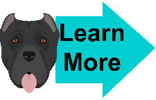 cane corso mastiff image cane corso mastiff image