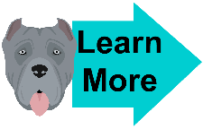 gray cane corso mastiff gray cane corso mastiff