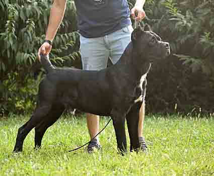 Shadow the Cane Corso