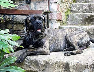 cane corso health issues and problems Cane Corso relaxing