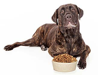 how to put weight on a cane corso cane corso about to eat
