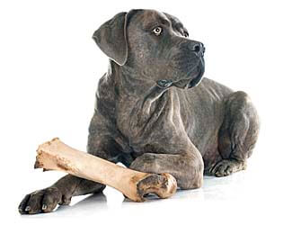 Everything I need to know about Cane Corsos