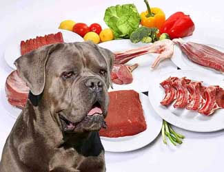 raw diet recipes for cane corso hungry cane corso