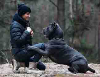 Are Cane Corso a good running or hiking dog?