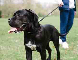 how to walk a cane corso cane corso on a walk