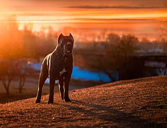 cane corso dog care guide Cane Corso out for some exercise